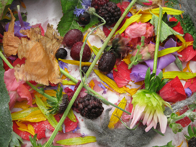 A colourful collage of fruit, flowers, leaves, onion skins and other vegetation.